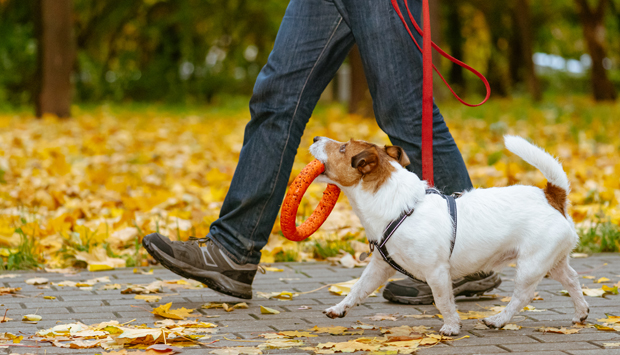 garde à domicile, promenades de quartier
